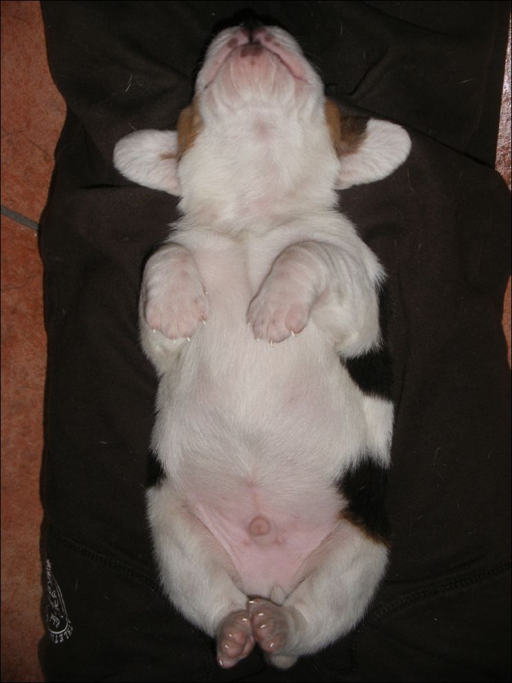 cuccioli amelie-32